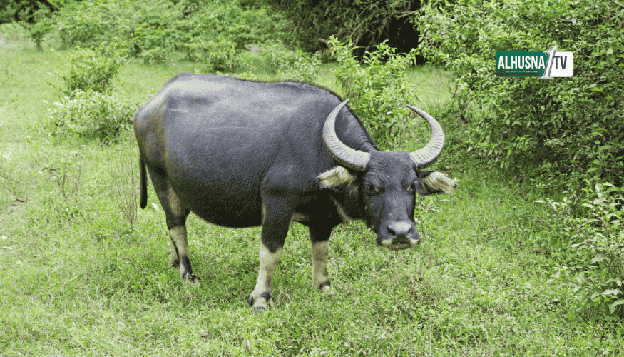 Bagaimana Pandangan Ulama Berqurban dengan Kerbau